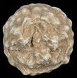 Flower-Like Sandstone Concretion - Pseudo Stromatolite #62215-1